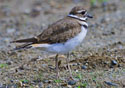 Charadrius vociferus